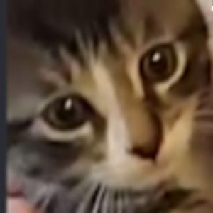 Meet your Posher, Kai